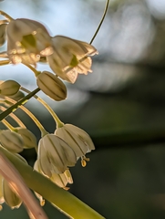 Allium longispathum, photograph (c) Denis Bastianelli, some rights reserved (CC BY)