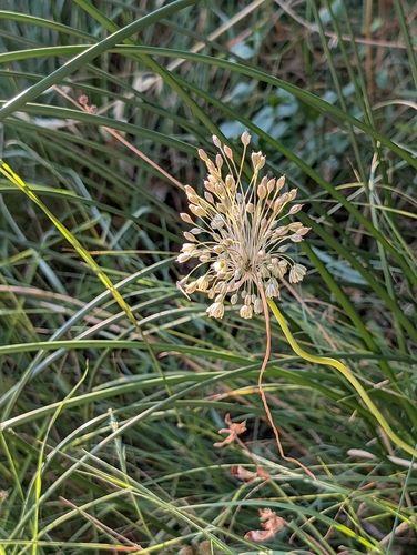 Allium longispathum, photograph 5