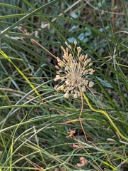 Allium longispathum, photograph (c) Denis Bastianelli, some rights reserved (CC BY)