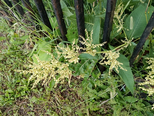 Наблюдение на iNaturalist