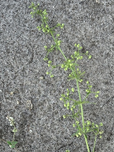 Galium spurium, photograph 4