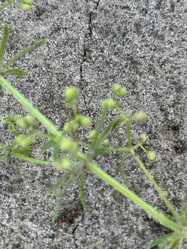 Galium spurium, photograph 5