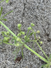 Galium spurium, photograph (c) Алёна Осипова, some rights reserved (CC BY)