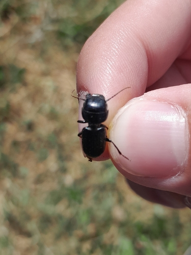 Dixus clypeatus