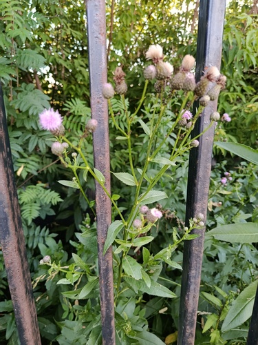 creeping thistle
