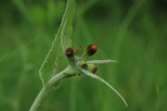 Tephroseris flammea
