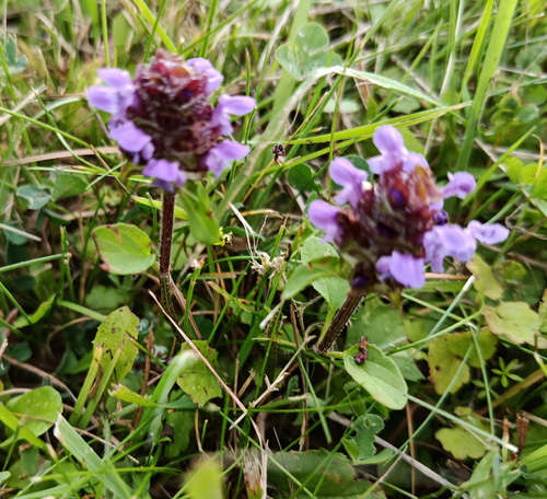 common selfheal