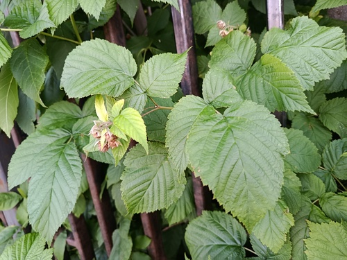 red raspberry