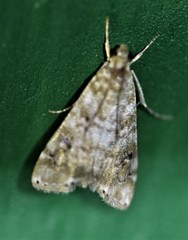 Hellula rogatalis