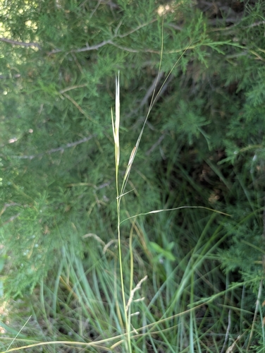 Hesperostipa spartea, photograph 3