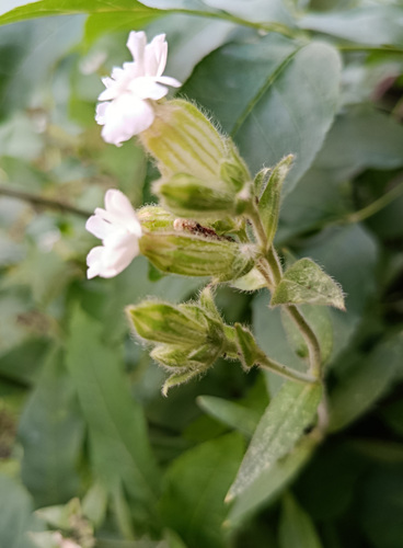 white campion
