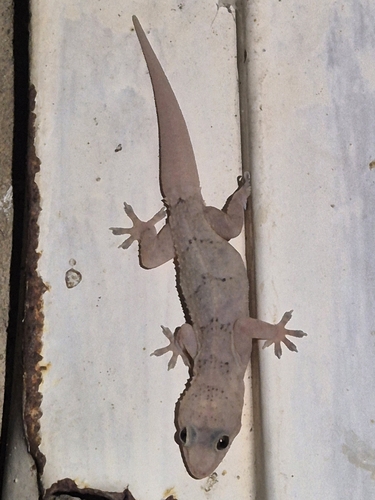 Tropical House Gecko