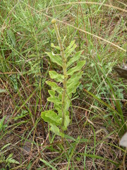 Asclepias obovata
