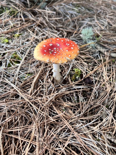 Fly Agaric