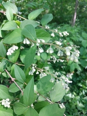 Deutzia pulchra