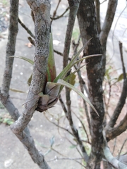 Tillandsia flexuosa