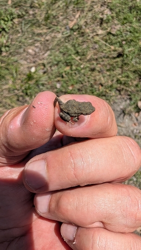 Woodhouse's Toad