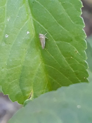 Megophthalminae