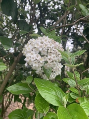 Viburnum × burkwoodii