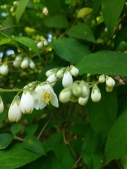 Deutzia pulchra