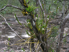 Dendrobium ellipsophyllum