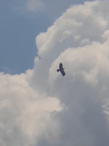 Booted Eagle