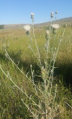 Cirsium brevifolium