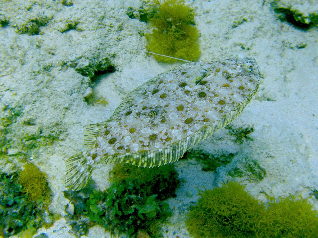 Panther Flounder (Reef Fish of the Hawaiian Islands) · iNaturalist