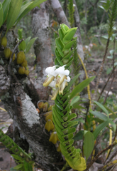 Dendrobium ellipsophyllum