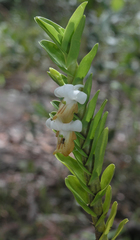 Dendrobium ellipsophyllum