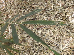 Phyllostachys bambusoides