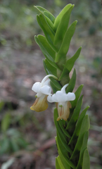 Dendrobium ellipsophyllum