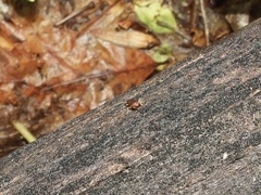 Myrmecophilus pergandei