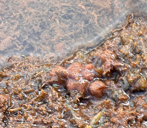 Asparagopsis taxiformis observed 2026-06-04