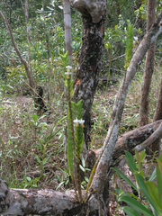 Dendrobium ellipsophyllum