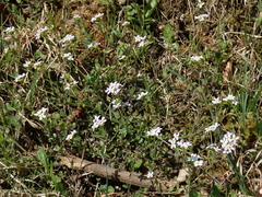Arabidopsis halleri