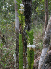 Dendrobium ellipsophyllum