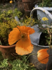 Papaver cambricum