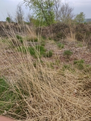 Arrhenatherum elatius