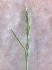 Trisetum interruptum