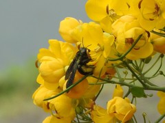 Biluna