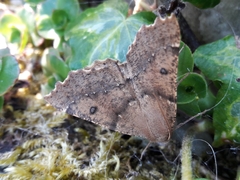 Odontopera bidentata