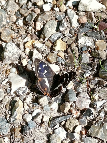 Purple Emperor