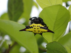 Gasteracantha sauteri