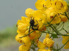 Biluna