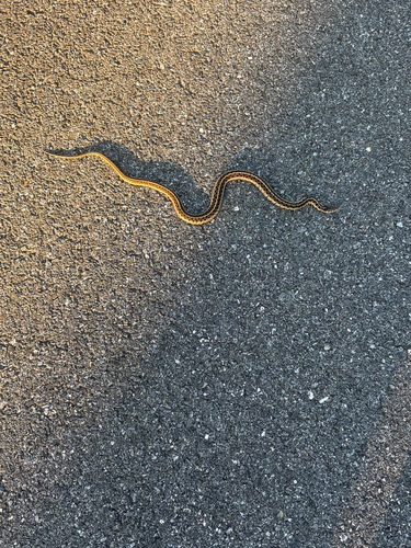 Common Garter Snake