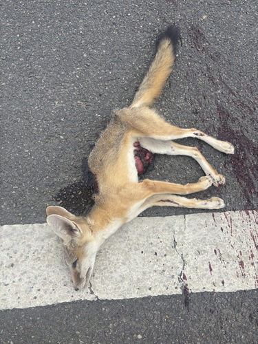 Kit Fox observed by tothemax