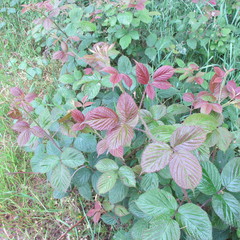 Rubus pedemontanus