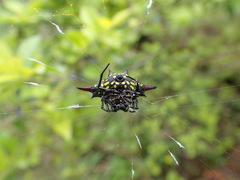 Gasteracantha sauteri