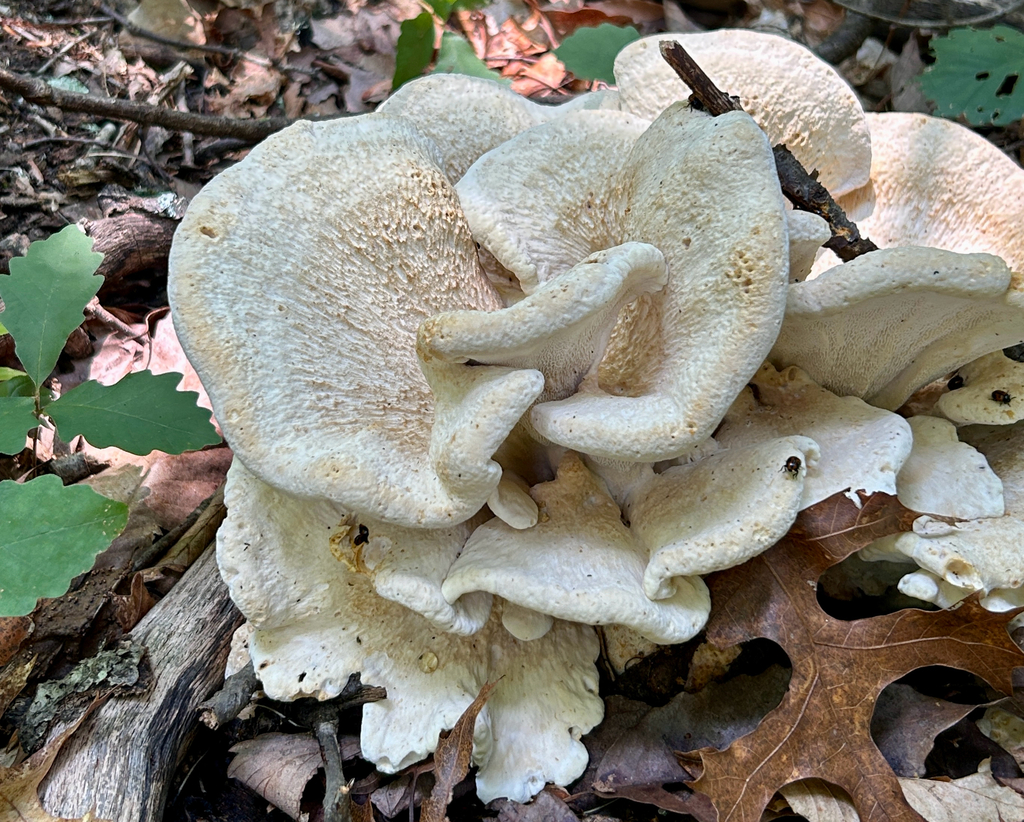 Berkeley's Polypore · July 2026 · photo: Photo: (c) martin_livezey, some rights reserved (CC BY) · iNaturalist